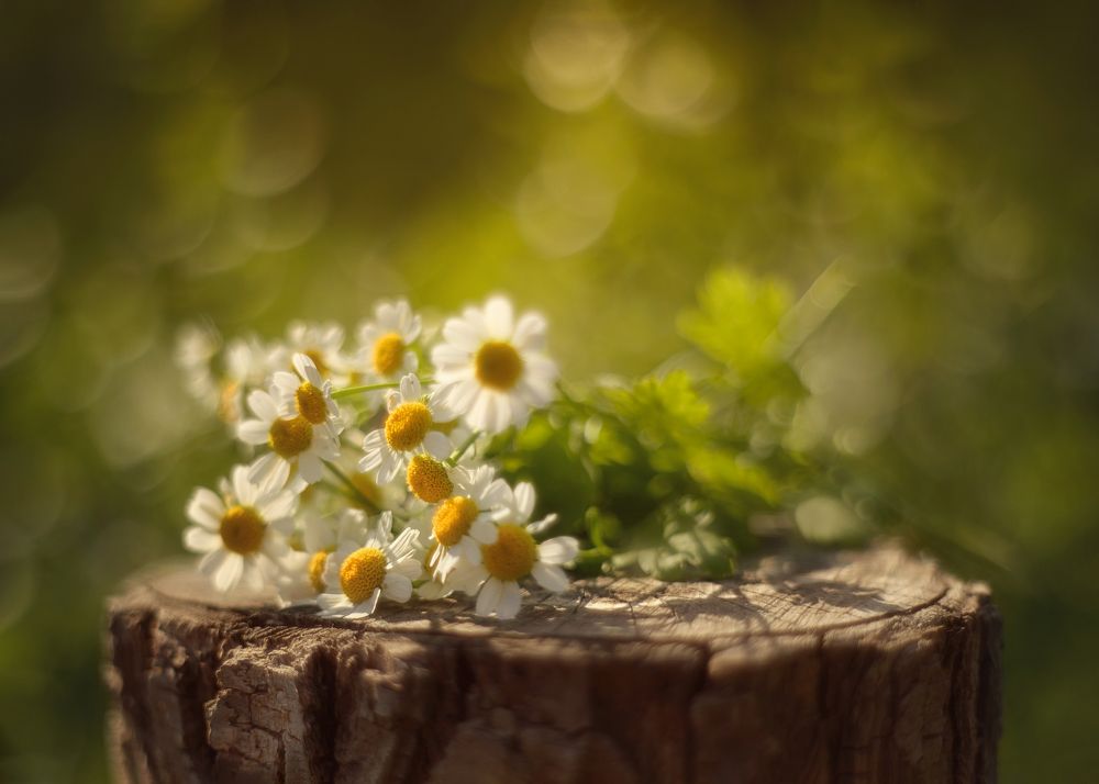 Photograph by Светлана Русанова