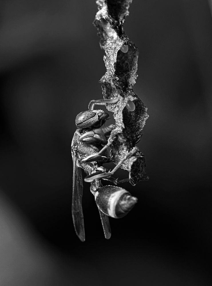 Photograph by Ekra Tasfia