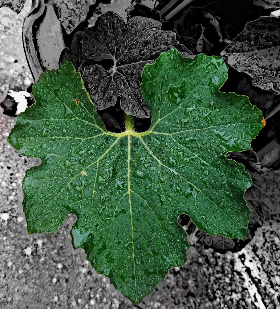 Photograph by Bhanupriya Marke