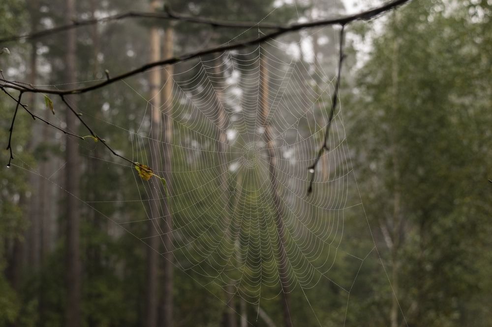 Photograph by Алексей Родионов