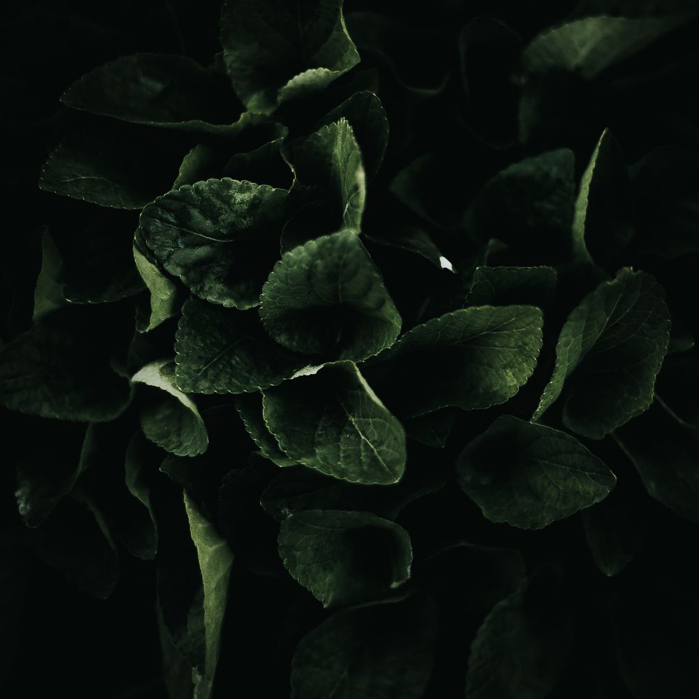 Photograph by Вероника Янина