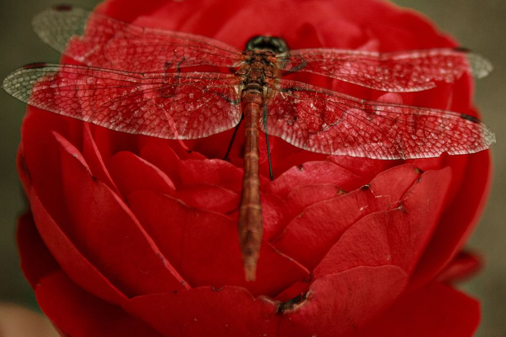 Photograph by Нелли Золотая