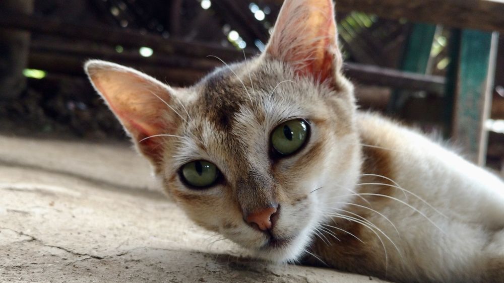 Photograph by Asif Ahmed