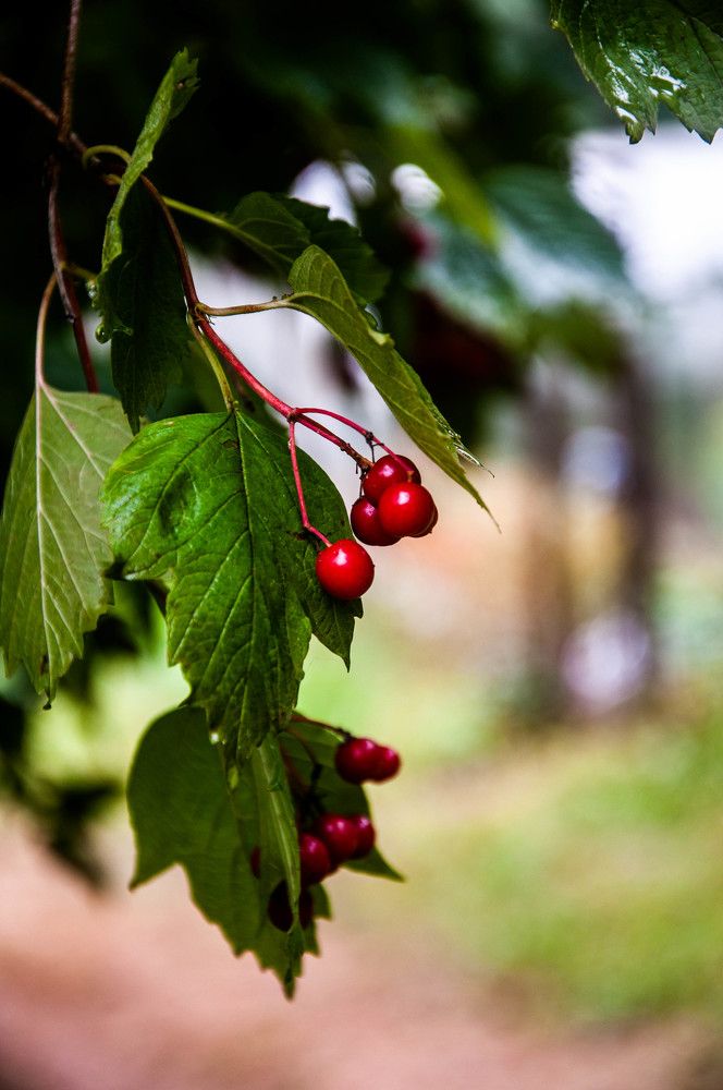 Фотография автора Дузь Виталий