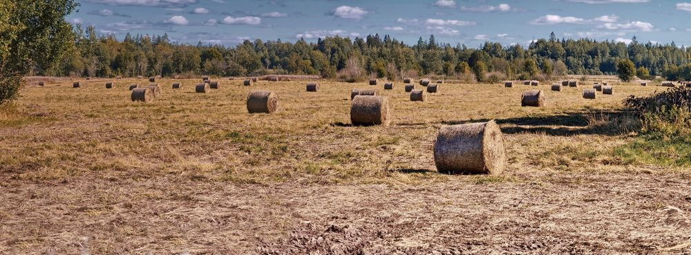 Фотография автора Анатолий Дауров
