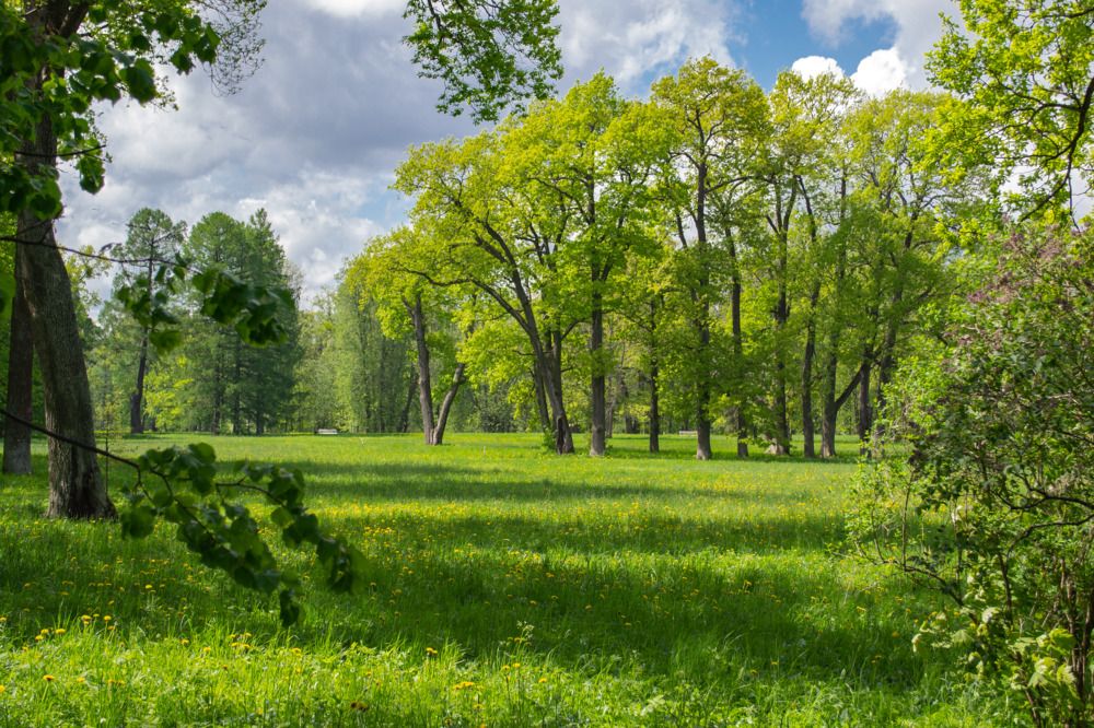 Солнечный день