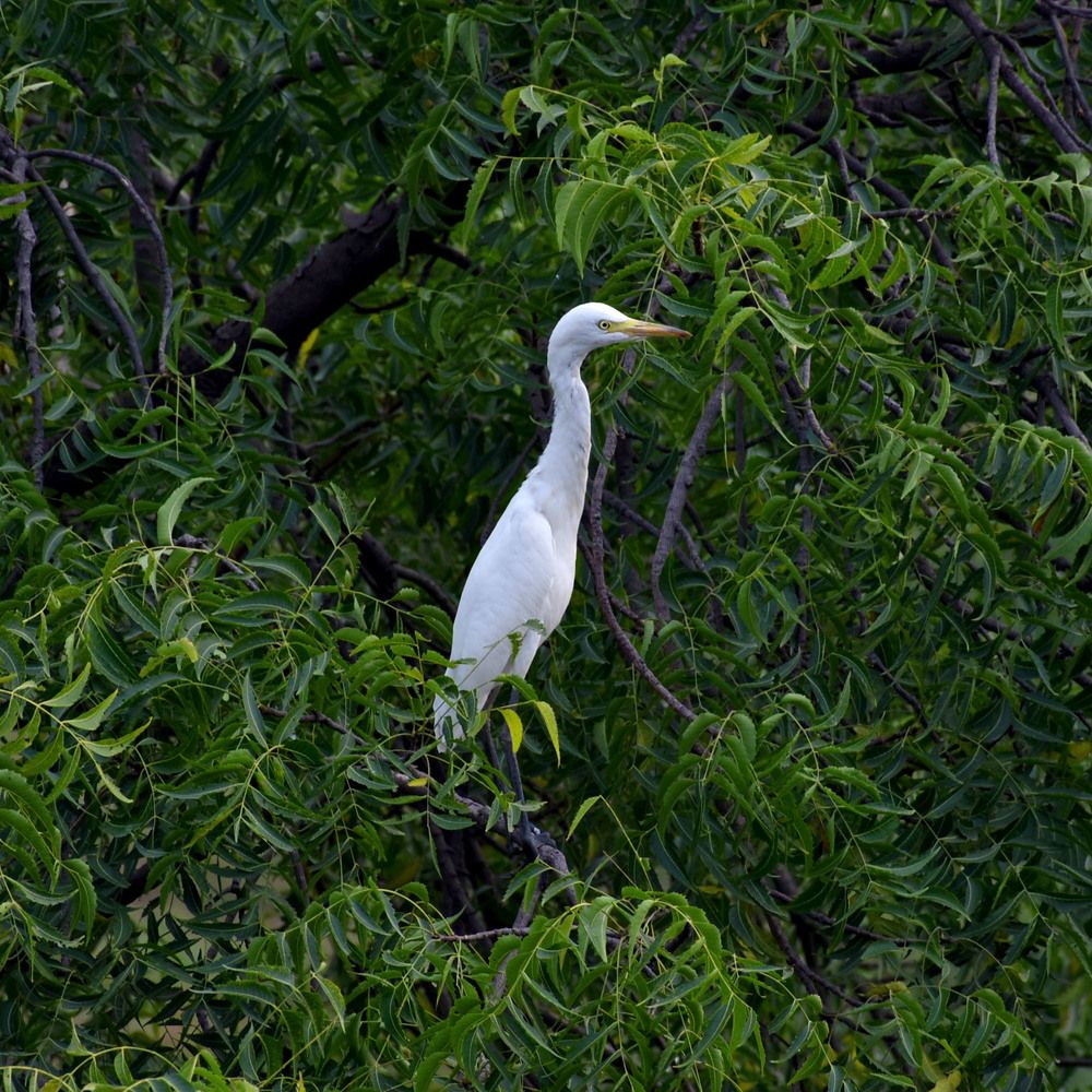 Photograph by Bhanupriya Marke