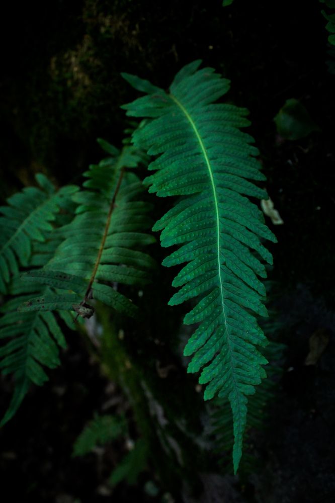 Photograph by hobbit