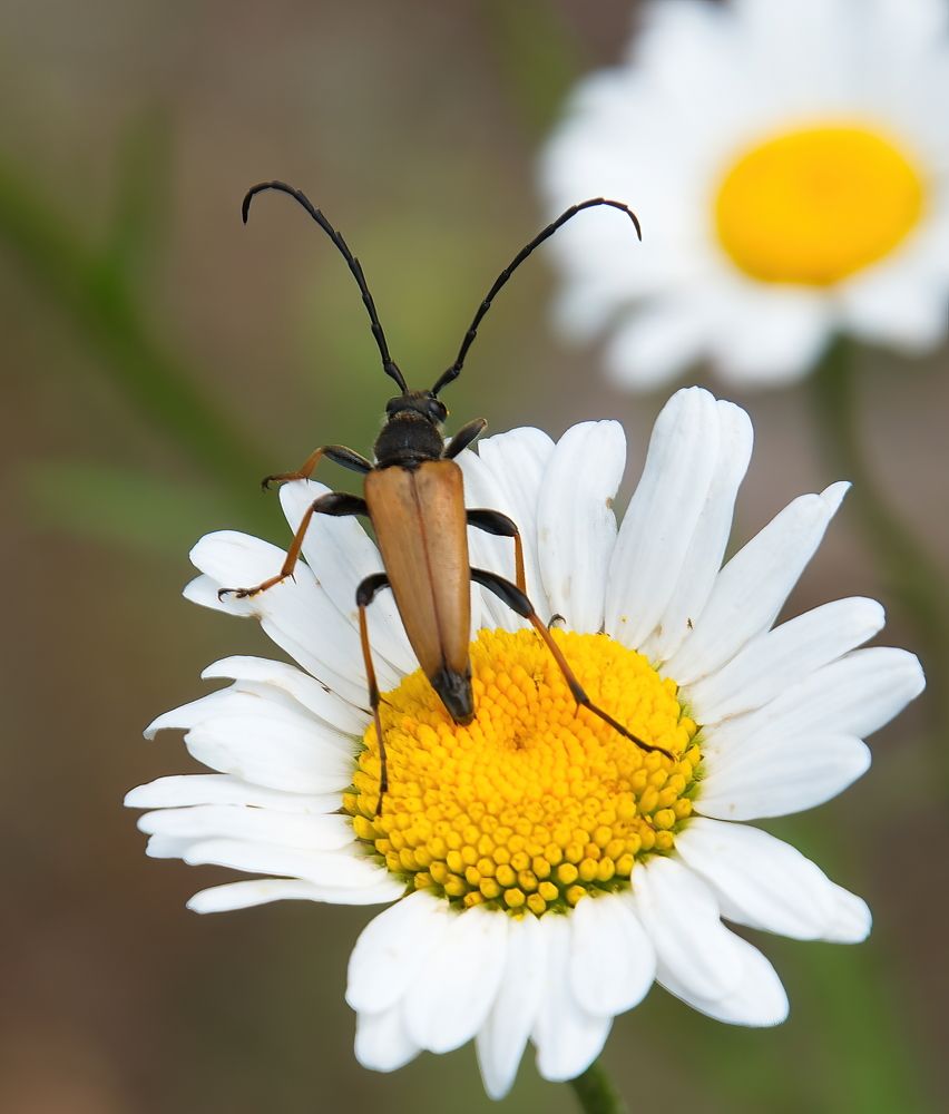 Photograph by Василий Быстрицкий