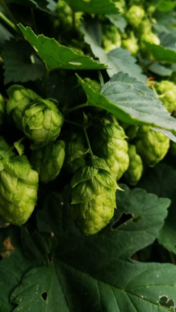 Photograph by Ирина Алпацкая