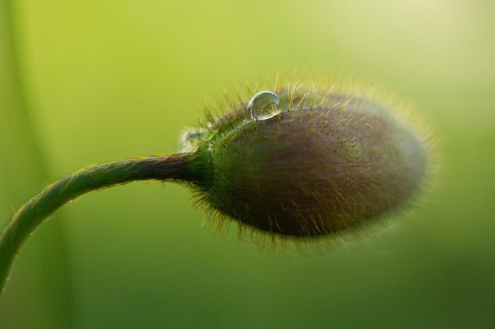 Photograph by Анна Селянкина