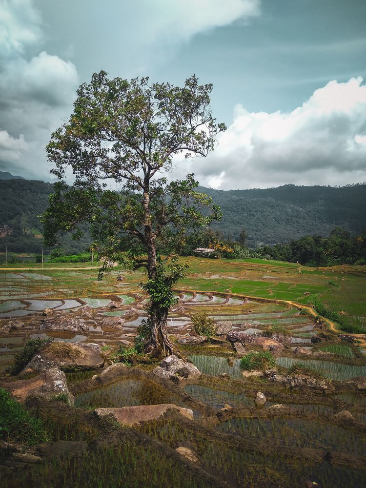 tree