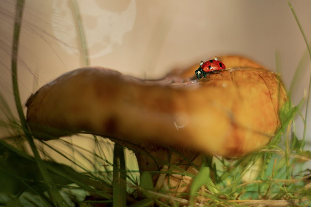 Photograph by Анна Селянкина