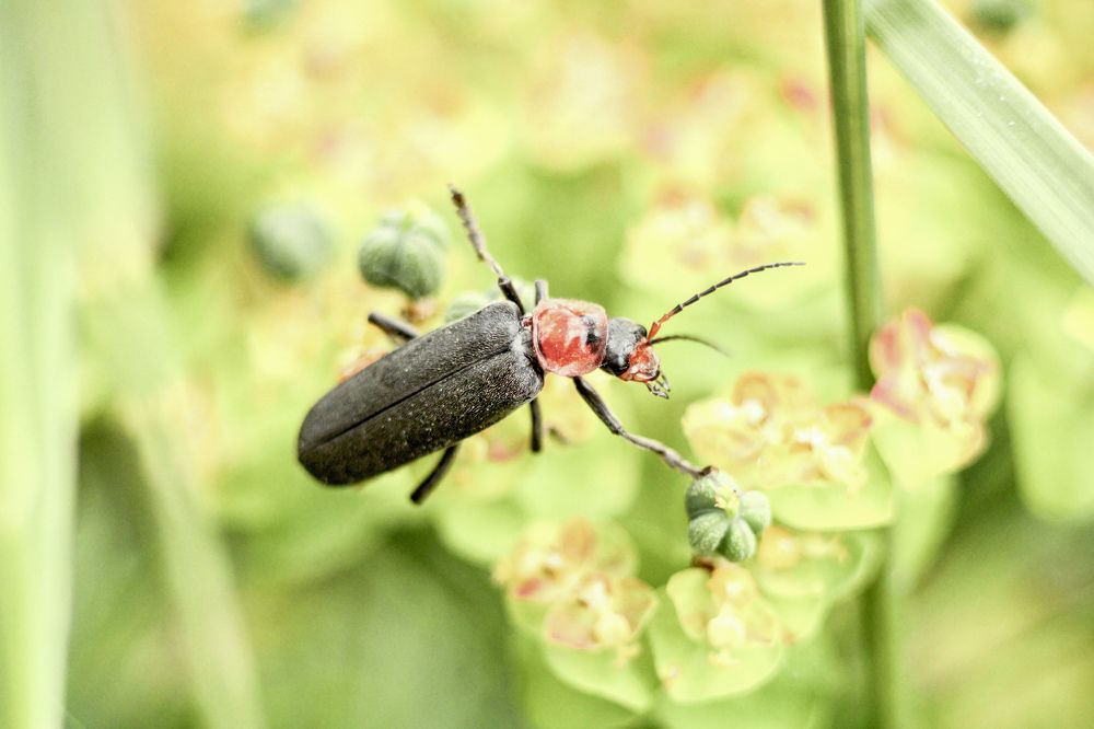 Photograph by hobbit