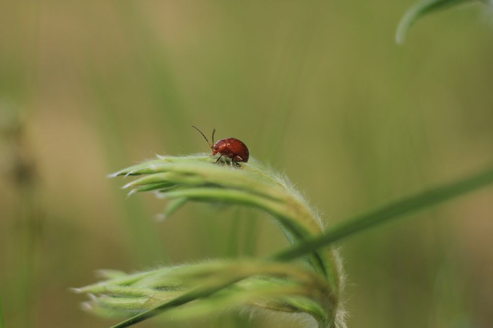 Photograph by Анна Селянкина
