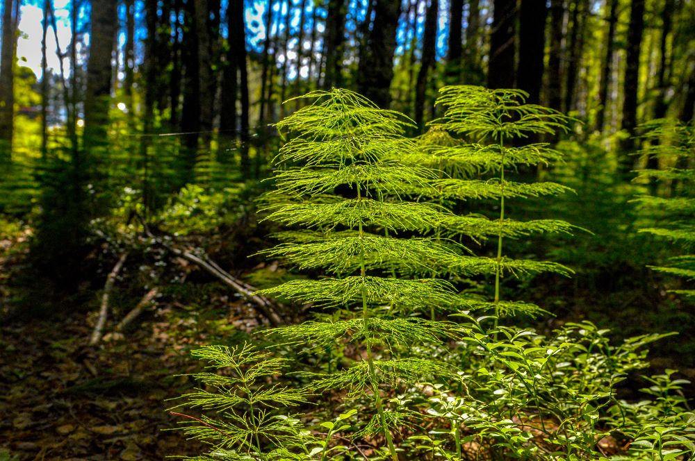 Сбирский папоротник