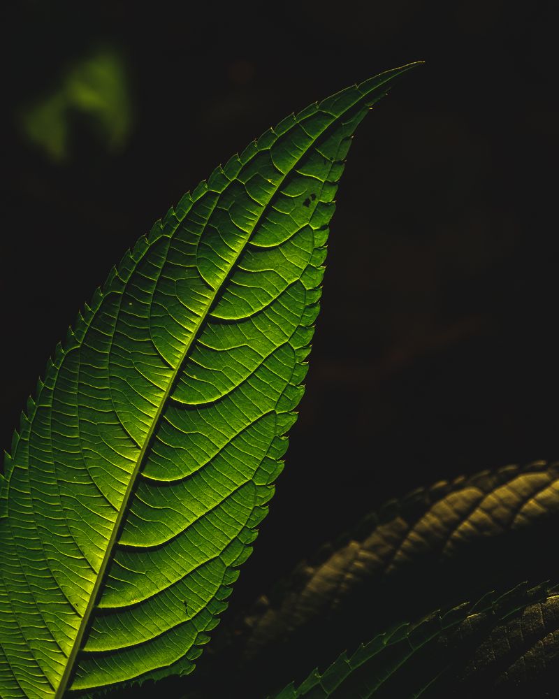 Photograph by Сергей Богданов