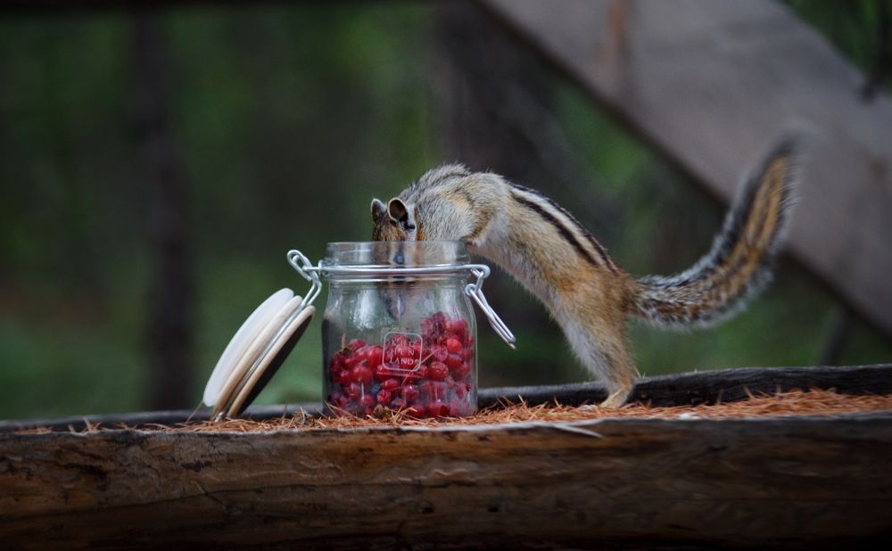 Бурундук в Якутии