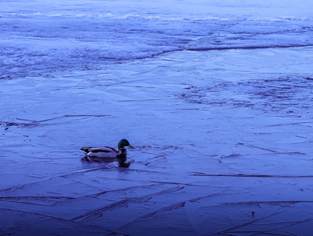 Photograph by Елена Санникова