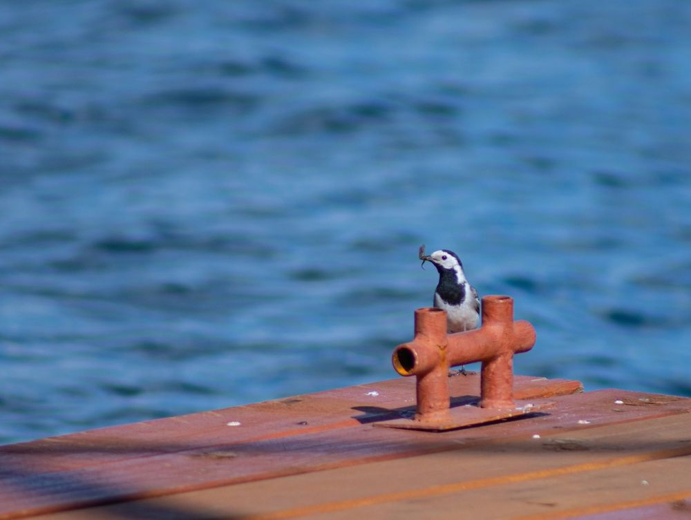 Photograph by Елена Санникова