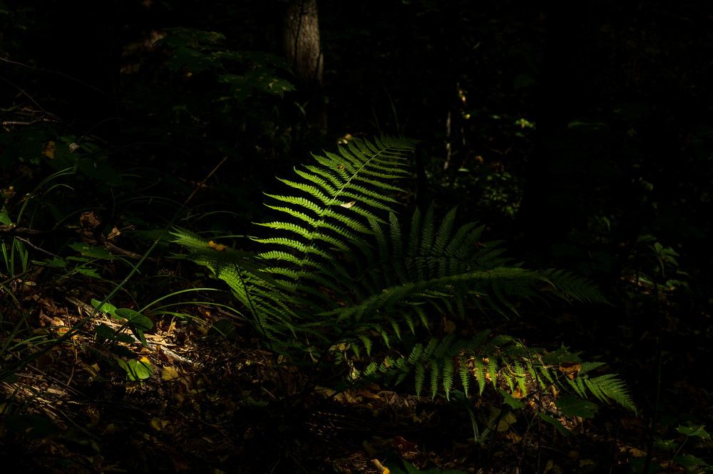 Photograph by Андриян Чаркин