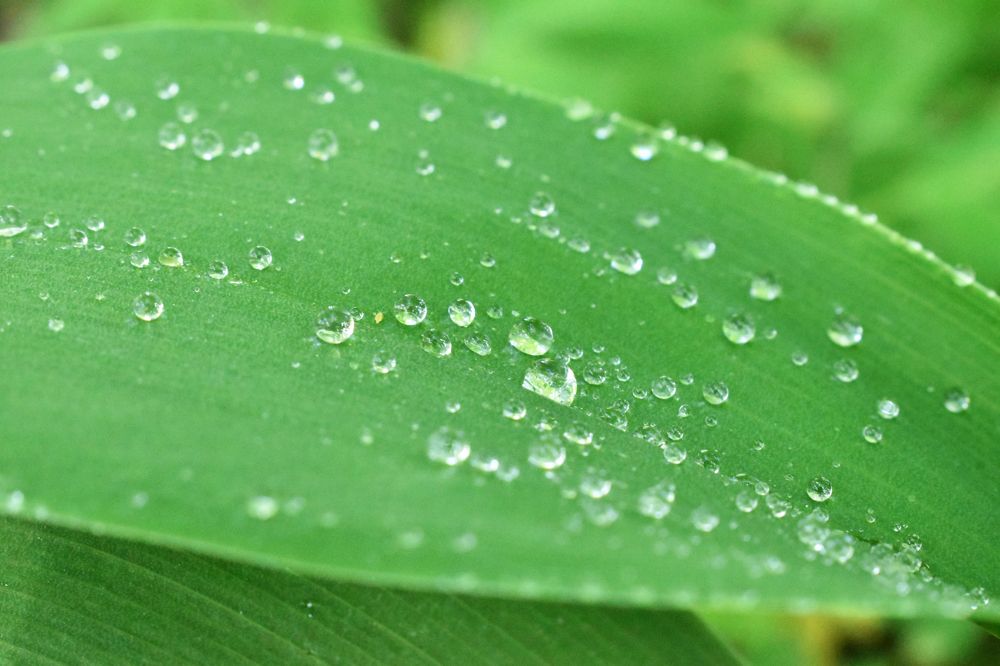 Photograph by Aušrinė Bui