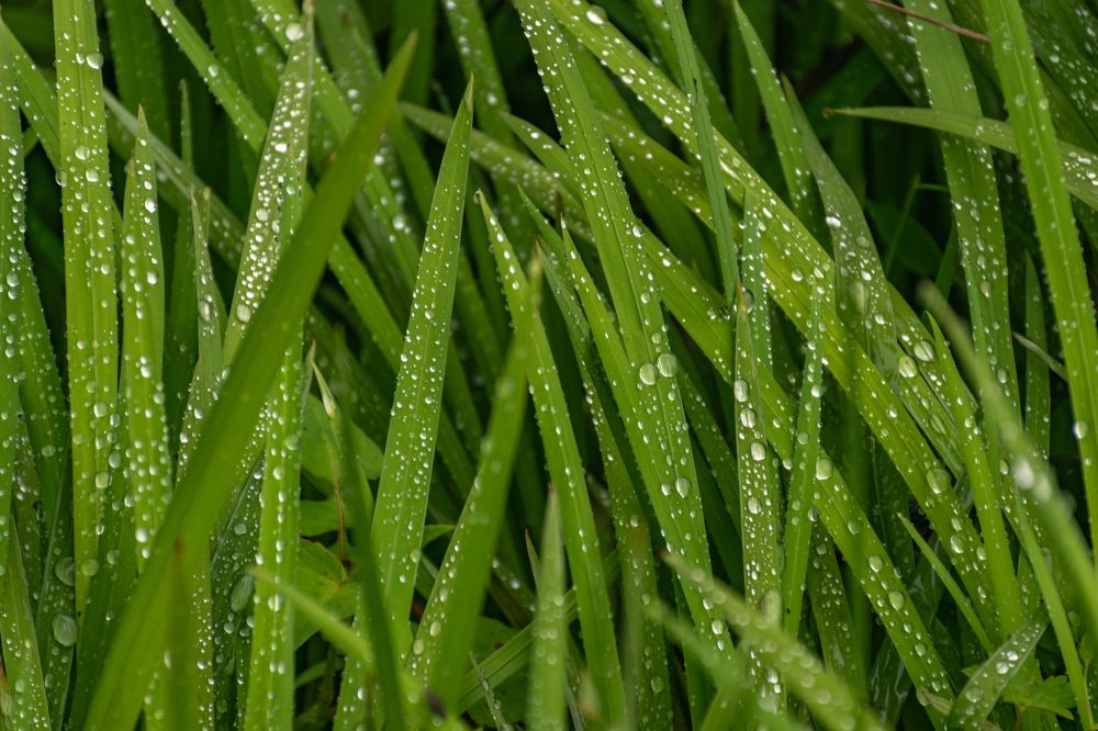 Photograph by ARANYA KAR