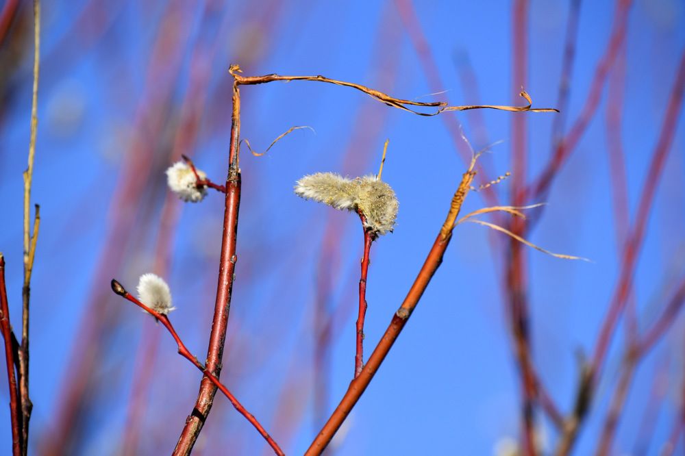 На небе голубом... / On the sky blue...