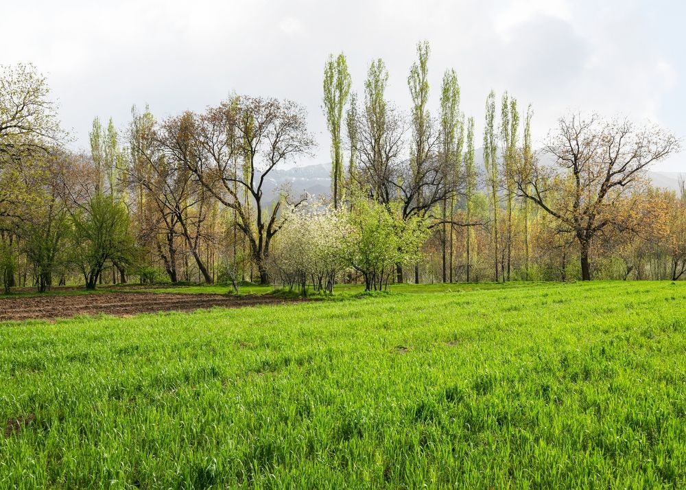 Photograph by masoud haghani