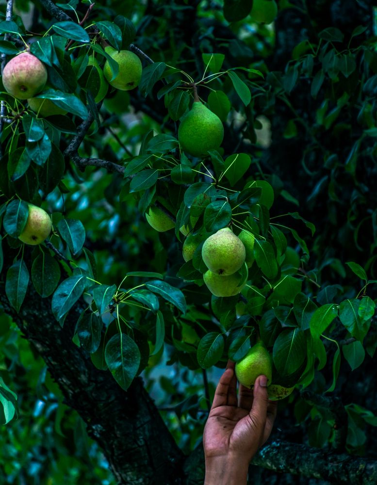 Photograph by ARANYA KAR