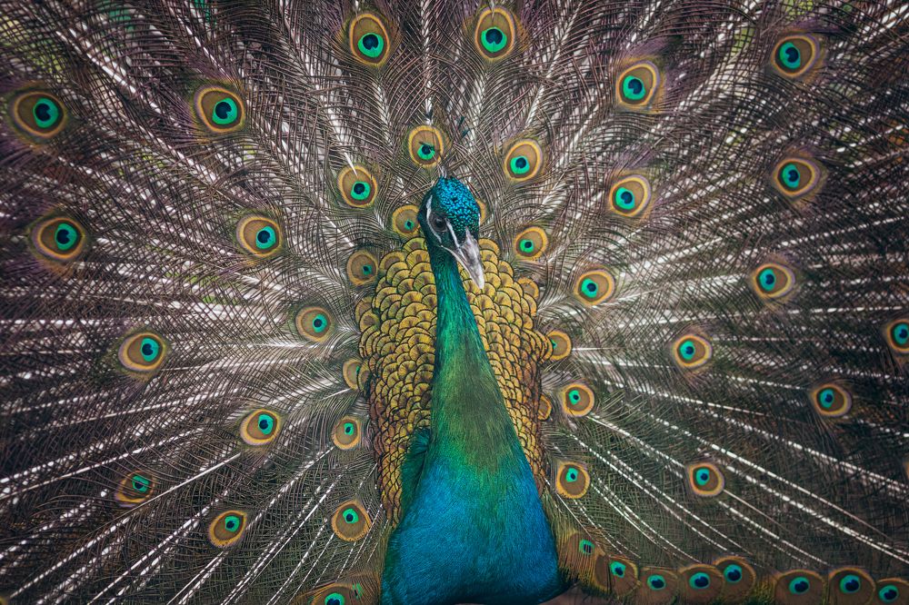 Photograph by Ольга Рачилова