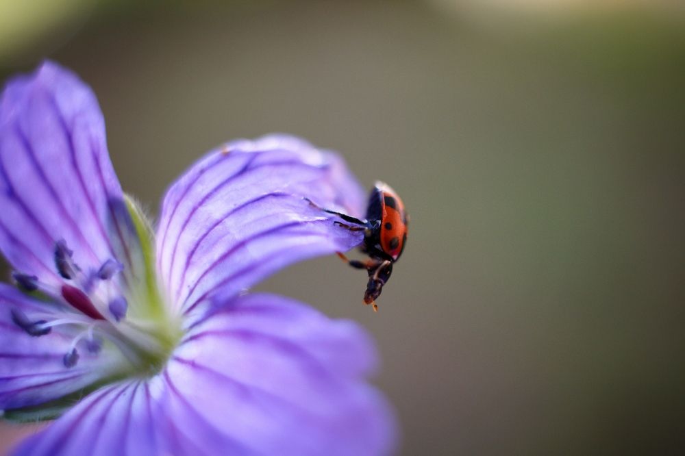 Photograph by Виктория Эверстова