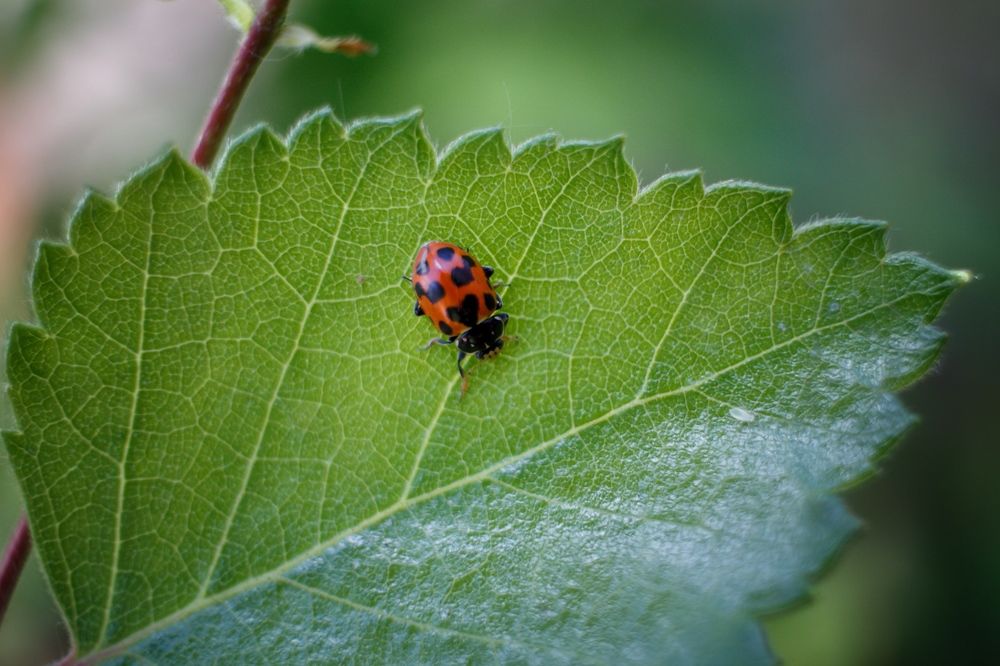 Photograph by Виктория Эверстова