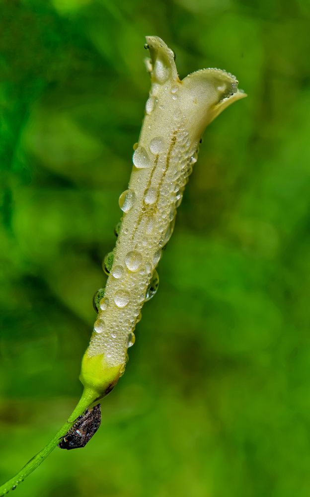 Photograph by Sharel Albor