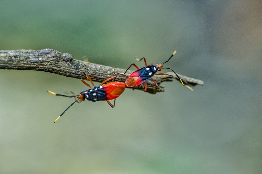 Photograph by Sharel Albor