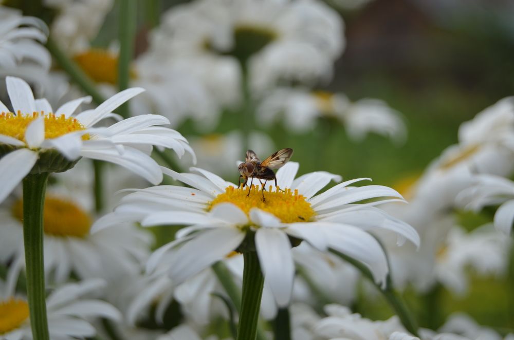 Photograph by Леонид Оплетаев
