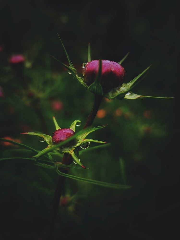 Photo #8040618