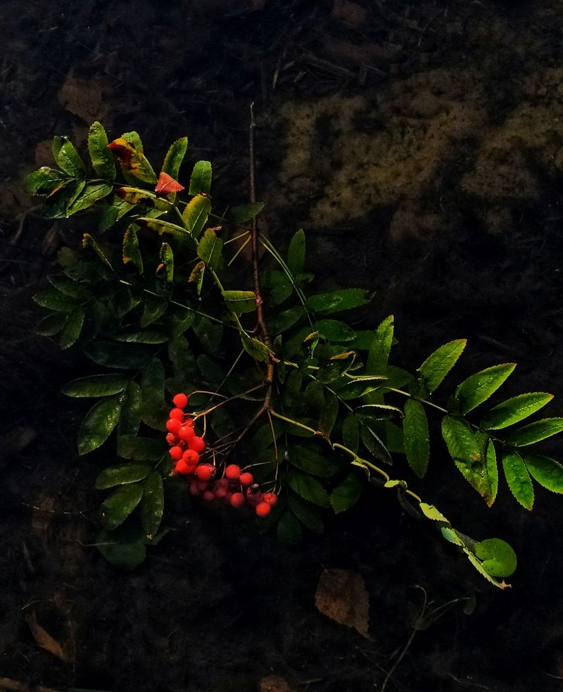 Photograph by Любовь Сухова