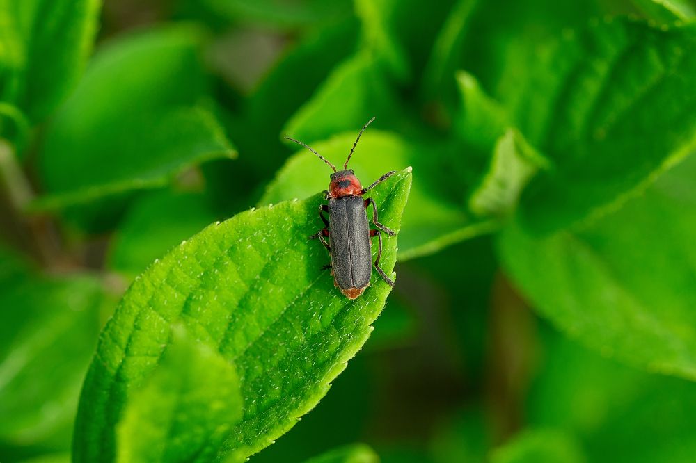 Фотография автора Елена Ельшина