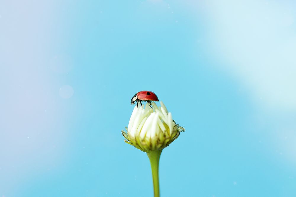 Фотография автора Елена Ельшина