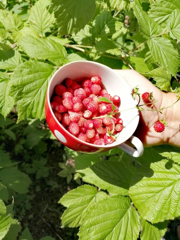 Photograph by Галина Смирнова