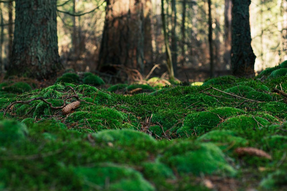 Photograph by Жорнова Светлана