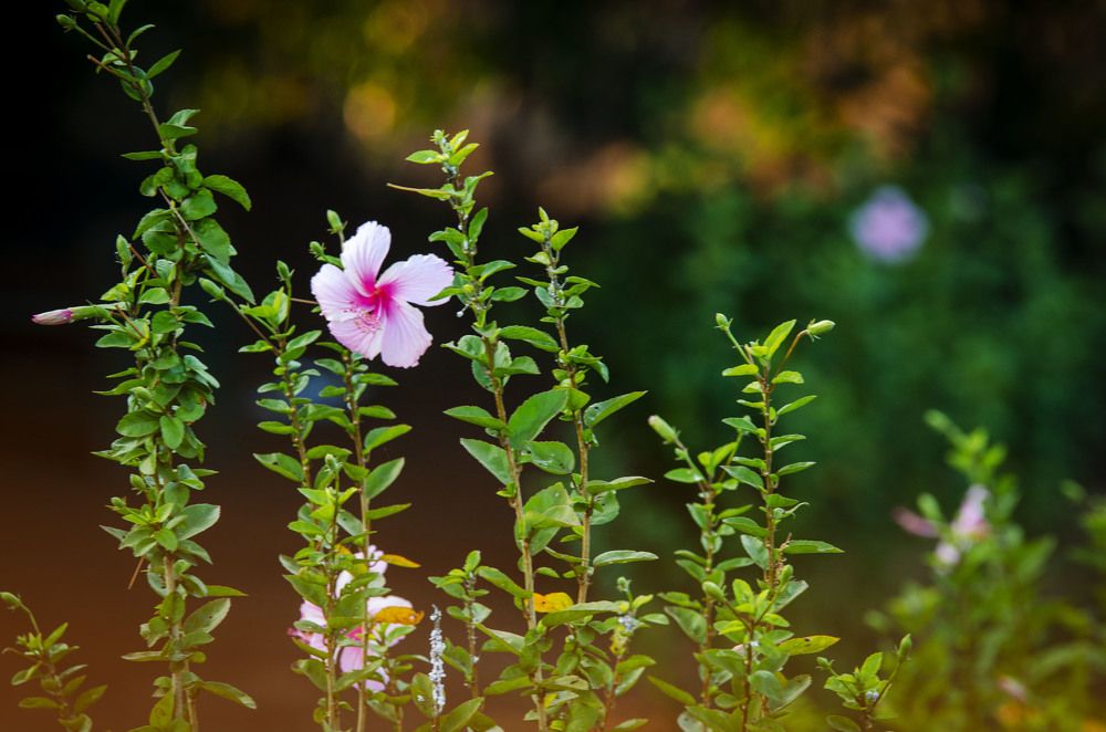 Photograph by Елена Аверина