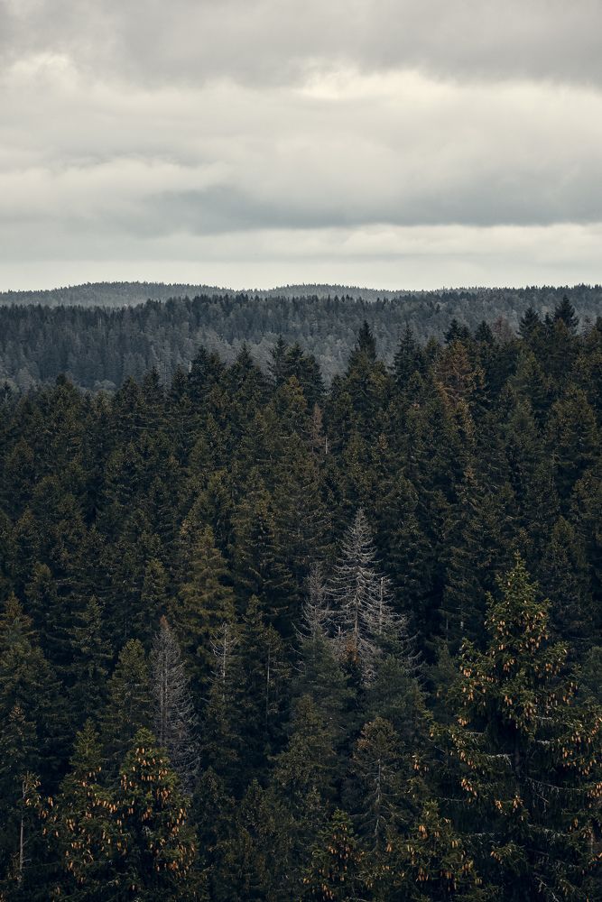 Photograph by Королева Екатерина