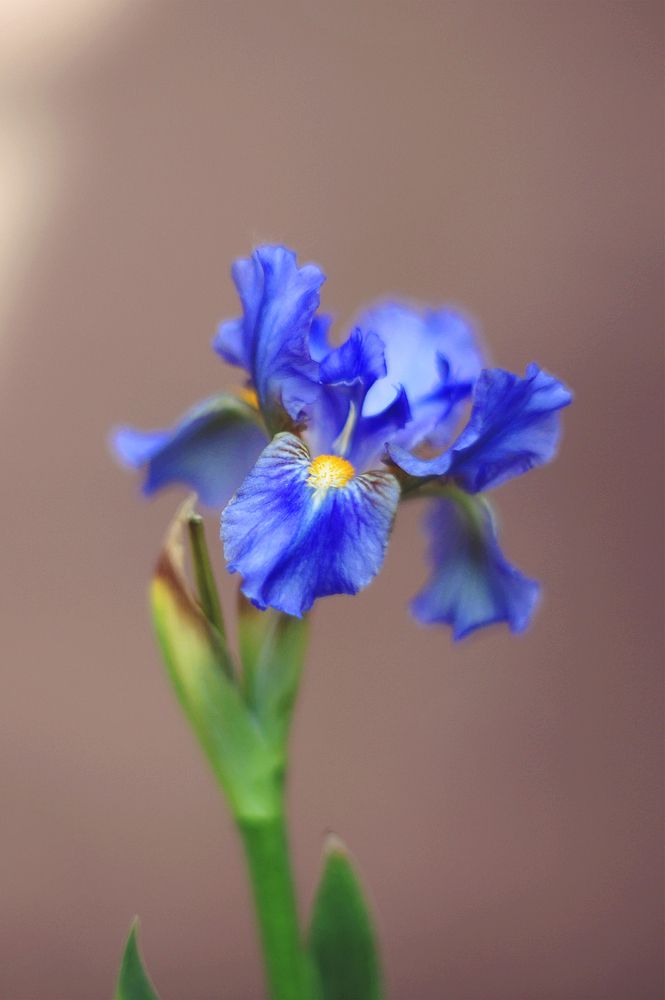 Photograph by Anna Lin