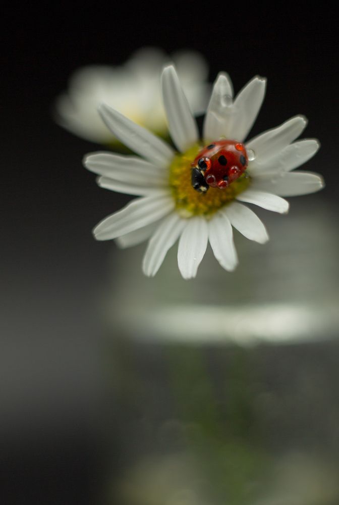 Photograph by Анна Селянкина