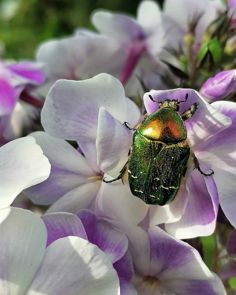 Photograph by Лилия Багдасарова