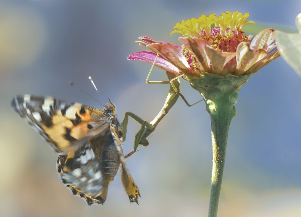Photograph by Selma Kotancı