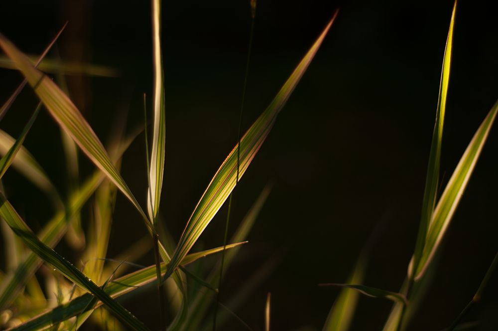 Photograph by Наталья Лукьянова