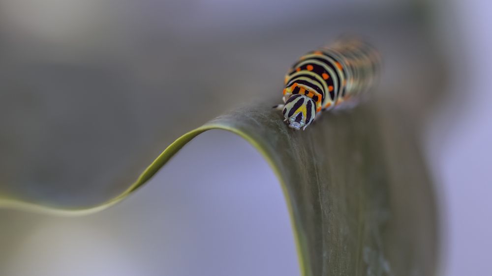 Photograph by Selma Kotancı
